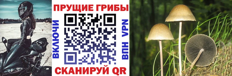 Псилоцибиновые грибы Psilocybe  где купить   Черкесск 