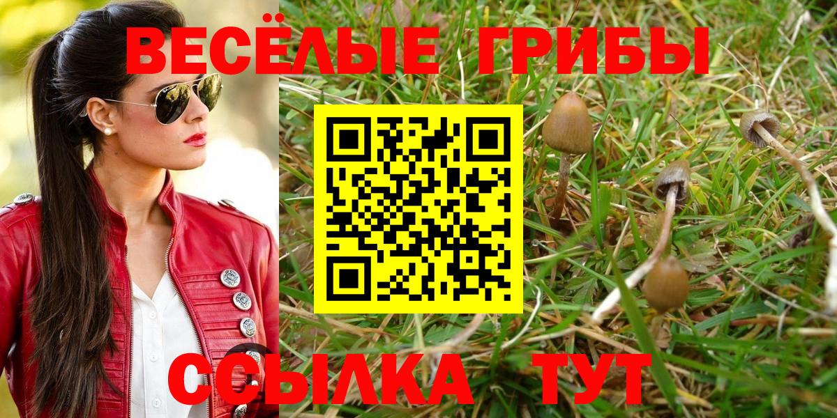 Галлюциногенные грибы Psilocybe Черкесск